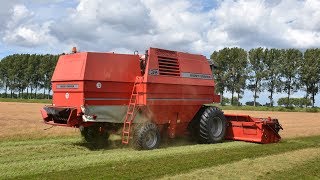 Massey Ferguson 38  Struisgras maaidorsen [upl. by Tonya]