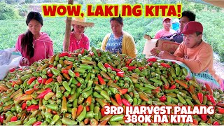 Anu ang Diskarte para Kumita ng Malaki sa Bell Pepper Farming Panoorin [upl. by Legnaros]