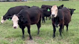 7 AngusHereford Cross First Calf Heifers 07292  Cattle for sale [upl. by Georgy685]