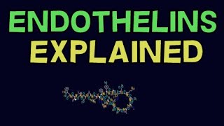 WHAT IS ENDOTHELIN ENDOTHELIN EXPLAINED [upl. by Alleuol]