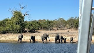 Chobe National Park Botswana Day Trip Part 1☺️ chobenationalpark [upl. by Christan504]