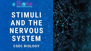 STIMULI AND THE NERVOUS SYSTEM [upl. by Mascia]