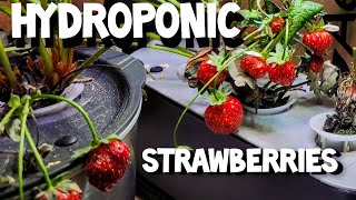 HYDROPONIC STRAWBERRIES AEROGARDEN PART 2 [upl. by Tayler]