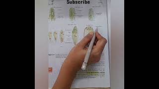 Embryo sac or female gametophyte biology neet ncert cbse [upl. by Nyrhtac43]