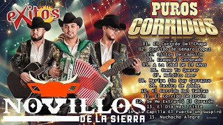 Novillos De La Sierra 🔥 Puros Corridos MIX  Puras Llegadoras 🎶 Grandes Exitos [upl. by Strage779]