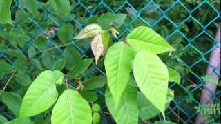 Poison Ivy Identification Tips [upl. by Melesa]