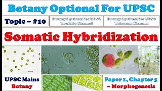 Somatic Hybridization Mechanical Method Enzymatic Method Importance Botany Optional for UPSC [upl. by Mauretta53]