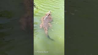 Jacaré Nadando na Lagoa 🐊 [upl. by Cline788]