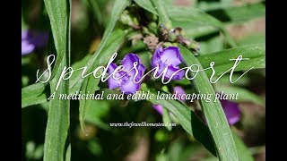 Spiderwort  A Medicinal and Edible Landscaping Plant [upl. by Ydnahs]