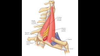 Scalenus anterior amp medius exercises [upl. by Tegan]