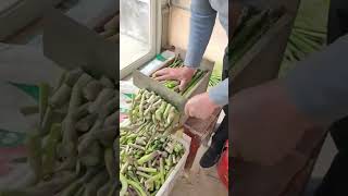 Vegetable rhizome cutting process [upl. by Garik]