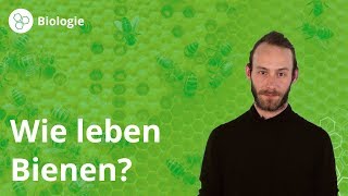 Bienen Leben im Bienenstock  Biologie  Duden Learnattack [upl. by Ecydnak]