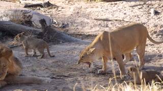 LöwenkampfFamilienstreit im Ruaha NP [upl. by Auburta]