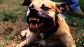 Bad Dog Barking  Ringtone MP3 [upl. by Raeann]