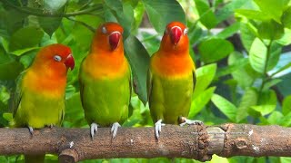 Lovebird Chirping and Singing Sounds  Pastel Green Trio [upl. by Lennej570]