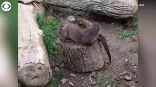 MOVE THE OTTER WAY Three Milwaukee Zoo Otters have trouble sharing a log [upl. by Eladroc]