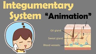 INTEGUMENTARY SYSTEM  Biology Animation [upl. by Magnus450]