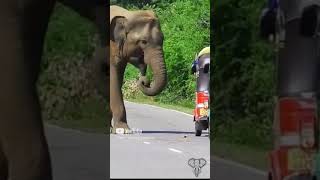 elephantattack The elephant steals food from the three wheeler [upl. by Hcirdla]