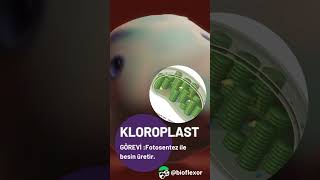 Kloroplast  hücre organelleri Biyoloji Animasyon [upl. by Renaxela]