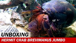 UNBOXING  Kelomang Coenobita Brevimanus Jumbo dan Cangkang Turbo Cornutus  Crabpedia [upl. by Atterehs]