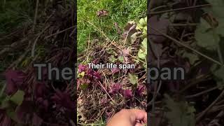 Propagating coral bell heuchera [upl. by Bussy]