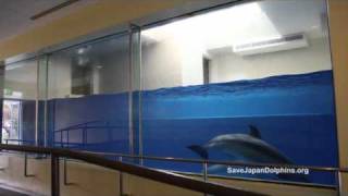 Small Dolphin Tank quotThe Fish Bowlquot at Taiji Whale Musuem [upl. by Enelear344]