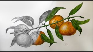 Painting mandarins with pencils and watercolors [upl. by Phail]