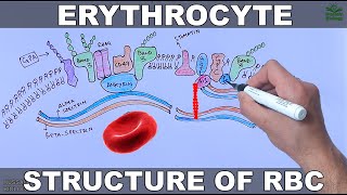 Erythrocytes  Structure and Diseases [upl. by Rother]