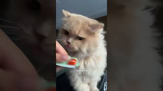 Minnie the treat lover😂😋casperstories minnie catlover catshorts meow kitten catfood viral [upl. by Tiffi]