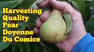 Pear Variety Doyenne Du Comice A Good Quality Pear Harvesting In Late September Organic Orchard [upl. by Newbill]