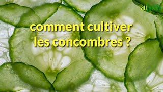 Comment CULTIVER le CONCOMBRE  Conseils de CULTURE et dENTRETIEN [upl. by Cyn900]