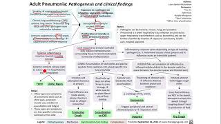 Patogenesis dan Klinis Pneumonia pada orang DEWASA  Respirasi  Paru  Patofisiologi  Pneumonia [upl. by Anitsyrhk]