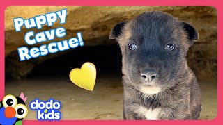 Can Rescuers Save Puppies Stuck In A Cave AND A Tortoise Den  Dodo Kids  Rescued [upl. by Norek]