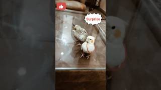 Playful cocktail baby bird shorts ytshorts trending [upl. by As]