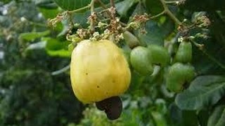 The cashew tree Anacardium occidentale [upl. by Alaik]