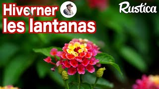 Comment hiverner le lantana [upl. by Noyart]