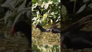 Moorhen Family [upl. by Norrahc]