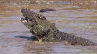 Zebras Face Off Crocodiles trying to cross the river at Masai Mara National Reserve [upl. by Soinski]