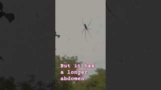 Nephila pilines a species of spider real video recorded by me [upl. by Cimbura]