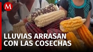 Más de 20 mil hectáreas de cultivo afectadas tras el paso del huracán John en Oaxaca [upl. by Anitrebla872]