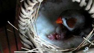 Feeding Baby Finches [upl. by Inohtna549]