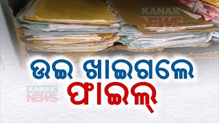 Termite Infestation Destroys Important Documents At Krushnaprasad Block Treasury [upl. by Ived40]