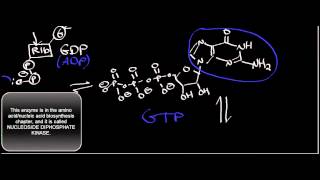 Biochemistry  SuccinylSCoA Synthetase Mechanism [upl. by Rosse914]