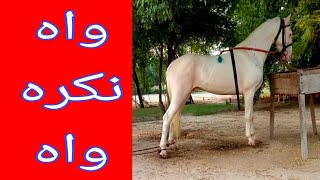 Wah Nukra Wah  Chandi Nukra  Beautiful Wacheri  Pure Desi Breed  Horse for sale in Pakistan 2021 [upl. by Greiner579]