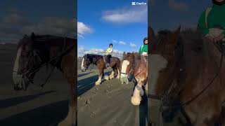 Horse Riding at Muriwai Beach wwwmuriwaibeachhorsetreksconz [upl. by Makell]