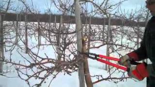 Pruning an Apple Tree with Steve Smith 2 [upl. by Adnilema]