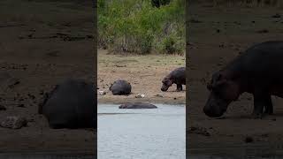 Hippos in Kruger National Park South Africa [upl. by Verena]