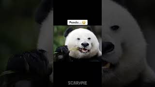 Animals With Down Syndrome😳 Scarypie shortfeed [upl. by Roby148]