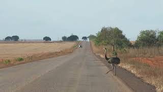 Rheas crossing the highway Rhea americana [upl. by Anirtik]