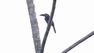 Guianan Toucanet Selenidera piperivora female French Guiana [upl. by Nail299]